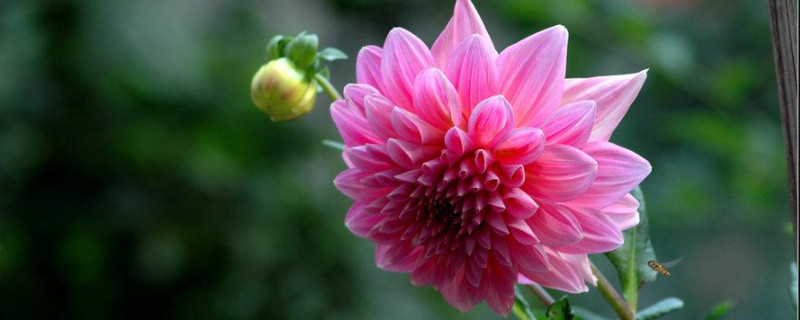 球茎植物有哪些(图1)