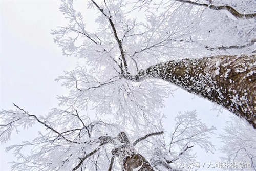河南洛阳老君山：海拔2217米山顶的雪后美景，你一定没见过！