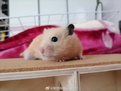 ‌关联性说明‌（集中一段表述）：